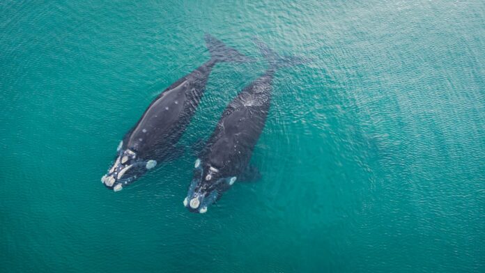 How Long Can Whales Hold Their Breath