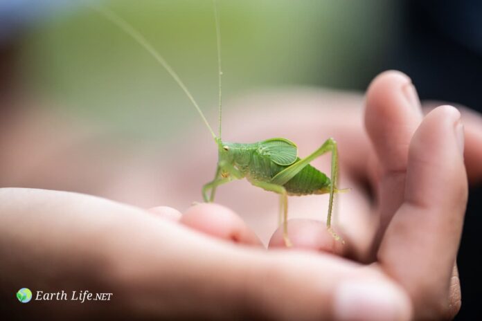 How Long Do Crickets Live