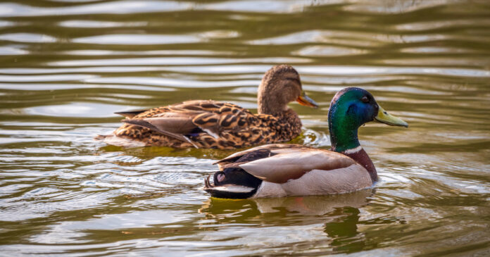 How Long Do Ducks Live