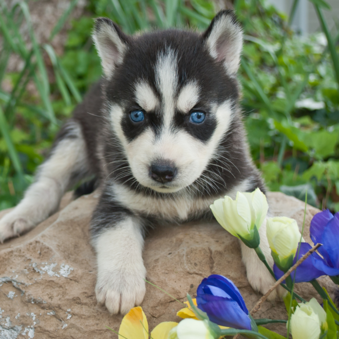 How Long Do Huskies Live