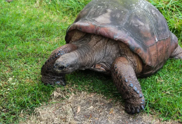 How Long Do Tortoises Live