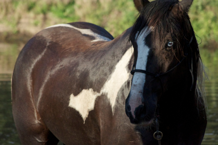 How Much Does a Horse Weigh