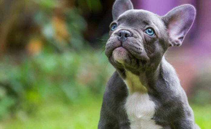 How Much is a French Bulldog