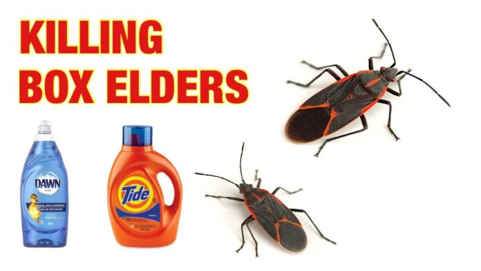 How to Get Rid of Boxelder Bugs