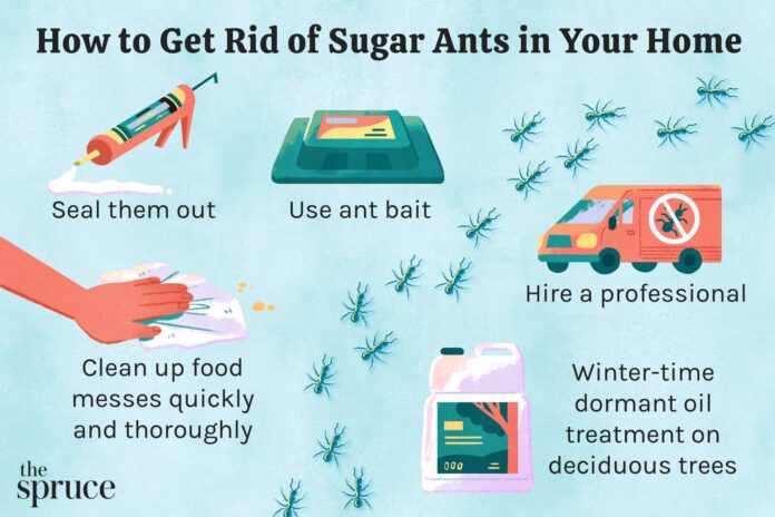 How to Get Rid of Sugar Ants